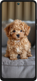 Силиконовый чехол Mini-maltipoo для Tecno Pova 5 - 6158u-3139 изображение 