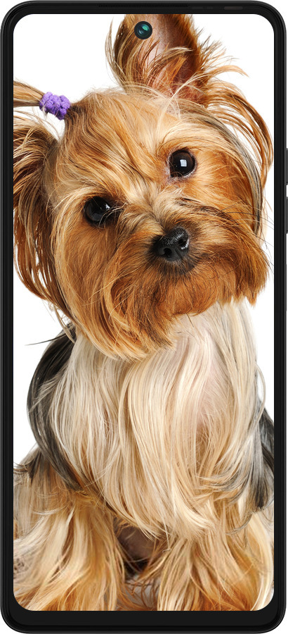 Силіконовий чехол Йоркширський тер'єр із хвостиком для Tecno Pova 5 - 930u-3139 изображение 
