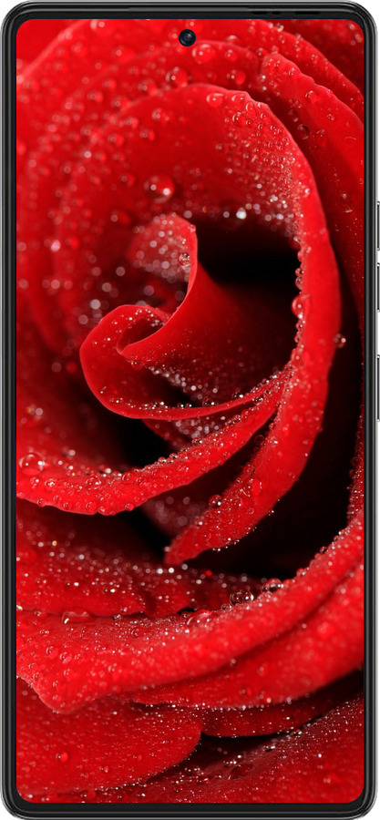 Силиконовый чехол Красная роза для Tecno Pova 6 Pro - 529u-3689 изображение 