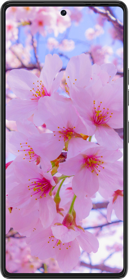 Силиконовый чехол Сакура для Tecno Pova 6 Pro - 6029u-3689 изображение 