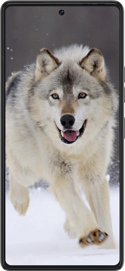 Силиконовый чехол Бегущий волк для Tecno Pova 6 Pro - 826u-3689 изображение 