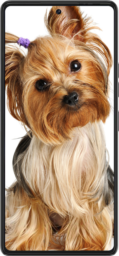 Силиконовый чехол Йоркширский терьер с хвостиком для Tecno Pova 6 Pro - 930u-3689 изображение 