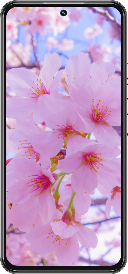 Силіконовий чехол Сакура для Tecno Spark 30 Pro 4G - 6029u-3895 изображение 