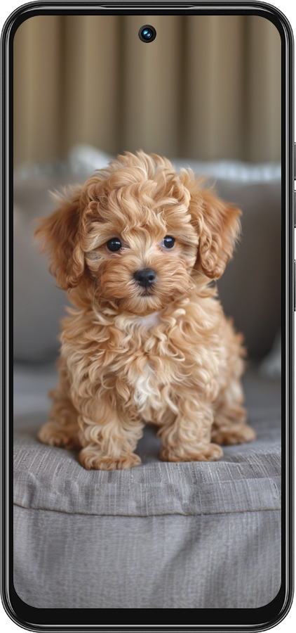 Силіконовий чехол Mini-maltipoo для Tecno Spark 30C - 6158u-3821 изображение 
