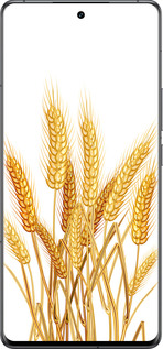 Силиконовый чехол Колоски пшеници для Vivo IQOO 12 PRO - 5866u-3420 изображение 