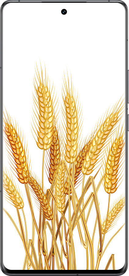 Силиконовый чехол Колоски пшеници для Vivo IQOO 12 PRO - 5866u-3420 изображение 