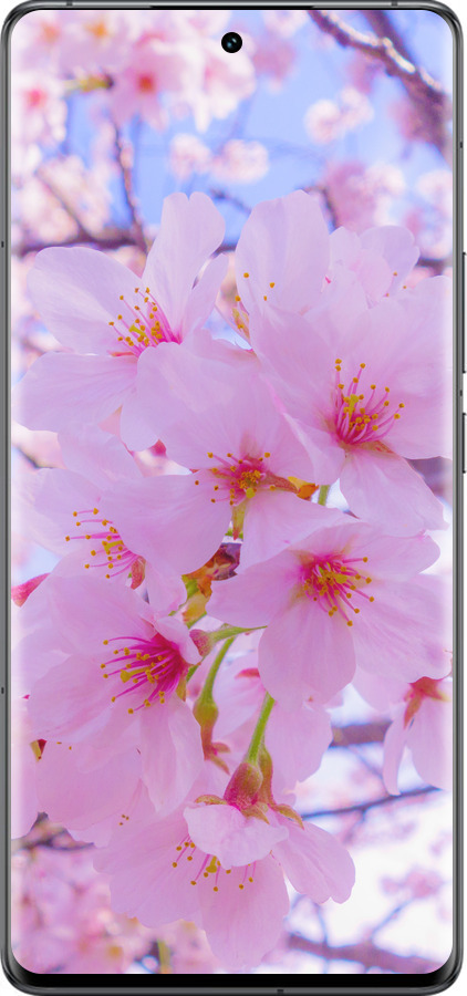 Силиконовый чехол Сакура для Vivo IQOO 12 PRO - 6029u-3420 изображение 