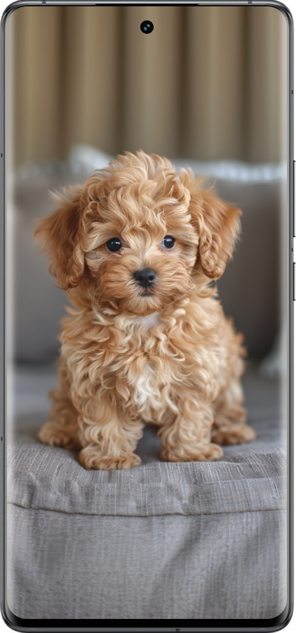 Силиконовый чехол Mini-maltipoo для Vivo IQOO 12 PRO - 6158u-3420 изображение 