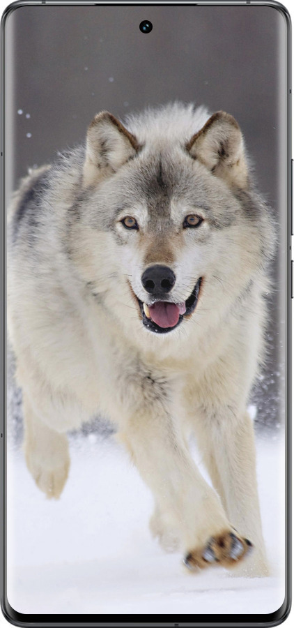 Силиконовый чехол Бегущий волк для Vivo IQOO 12 PRO - 826u-3420 изображение 