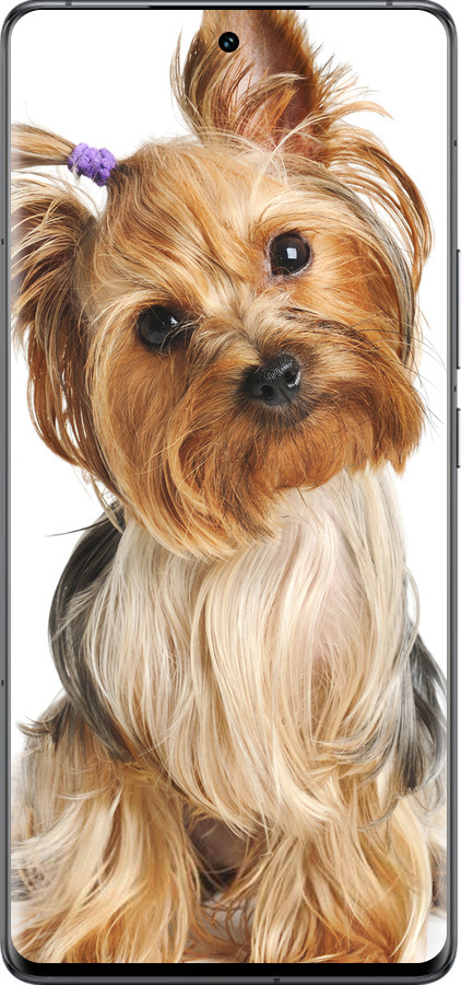 Силиконовый чехол Йоркширский терьер с хвостиком для Vivo IQOO 12 PRO - 930u-3420 изображение 
