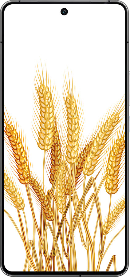 Силіконовий чехол Колоски пшениці для Vivo iQOO 12 - 5866u-3433 изображение 