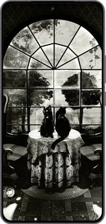 Силиконовый чехол Череп и коты для Vivo IQOO 13 - 6432u-3913 изображение 