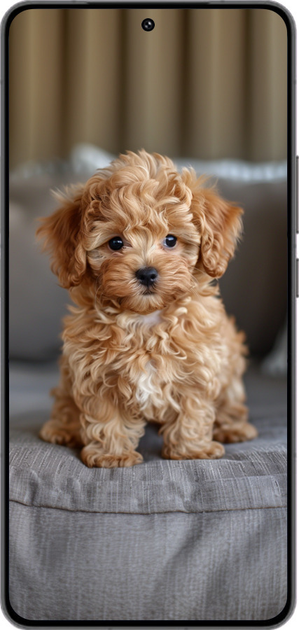 Силиконовый чехол Mini-maltipoo для Vivo IQOO 13 - 6158u-3913 изображение 