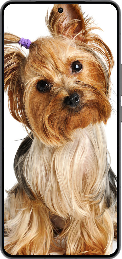 Силиконовый чехол Йоркширский терьер с хвостиком для Vivo IQOO 13 - 930u-3913 изображение 