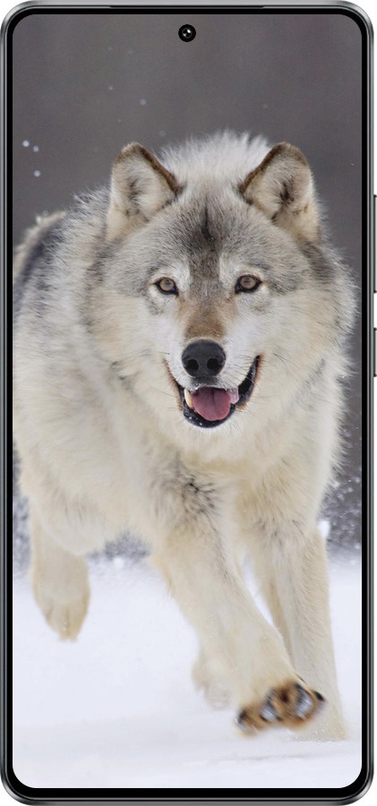 Силиконовый чехол Бегущий волк для Vivo Y300 GT 5G - 826u-4151 изображение 