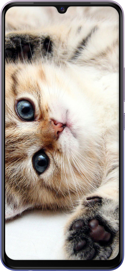 2D пластиковый чехол Котик для Vivo V20 - 6024t-2127 изображение 