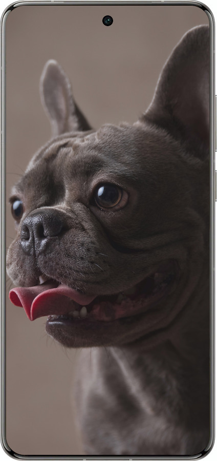 Силиконовый чехол Милый бульдог для Vivo X200 PRO - 5546u-3883 изображение 