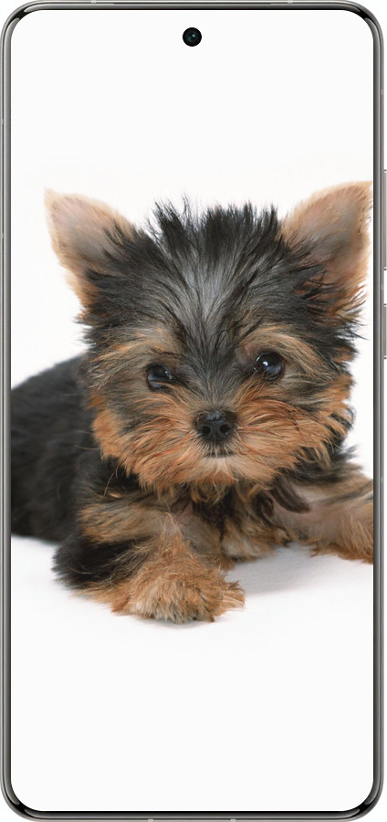 Силіконовий чехол Цуценя йоркширського тер'єра для Vivo X200 PRO - 931u-3883 изображение 