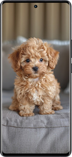 Силиконовый чехол Mini-maltipoo для Vivo X80 Pro - 6158u-2630 изображение 