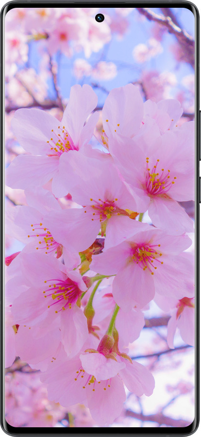 Силиконовый чехол Сакура для Vivo X80 Pro - 6029u-2630 изображение 