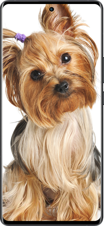 Силіконовий чехол Йоркширський тер'єр із хвостиком для Vivo X80 Pro - 930u-2630 изображение 