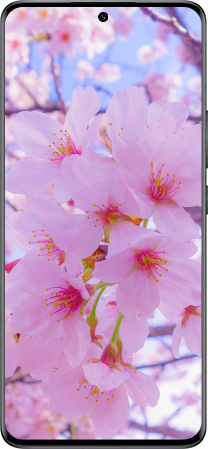 Силіконовий чехол Сакура для Xiaomi 13 Pro - 6029u-2959 изображение 