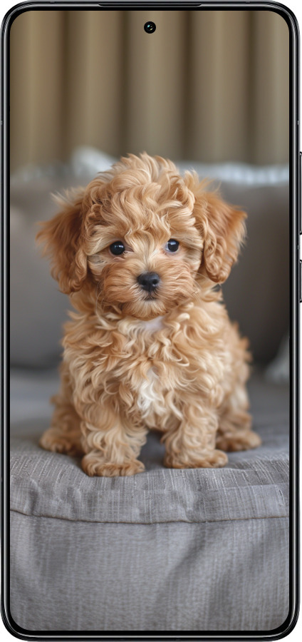 TPU чехол Mini-maltipoo для Xiaomi 14T Pro - 6158b-3806 изображение 