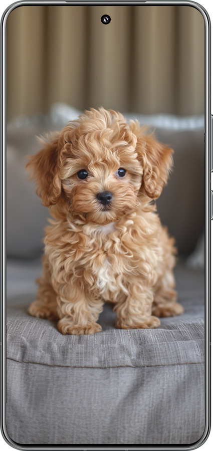 TPU чехол Mini-maltipoo для Xiaomi 15 Pro - 6158b-3879 изображение 