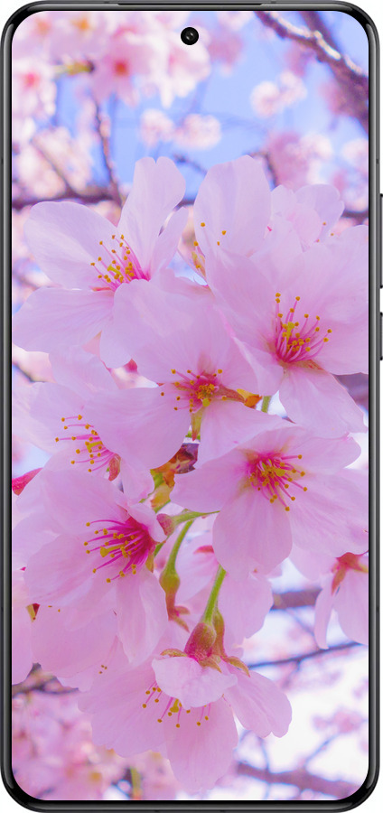 Силиконовый чехол Сакура для Xiaomi 15 Ultra - 6029u-3967 изображение 