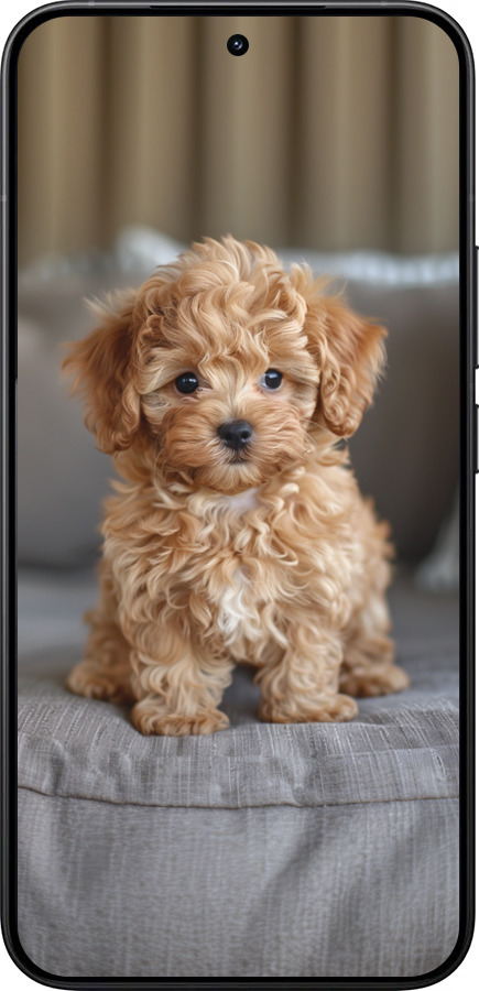 Силіконовий чехол Mini-maltipoo для Xiaomi 15T Pro 5G - 6158u-4097 изображение 