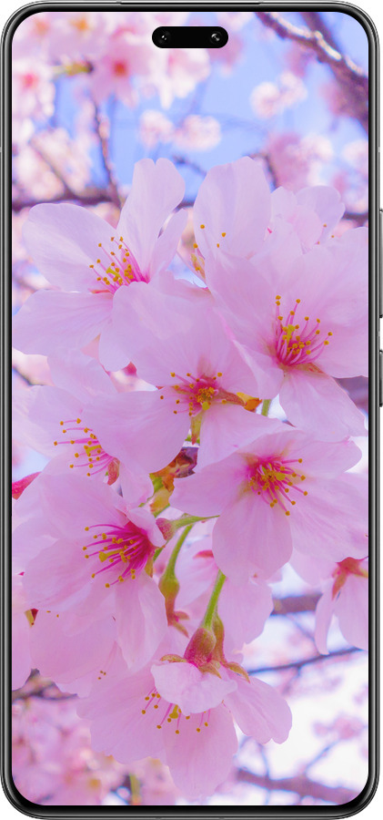 Силиконовый чехол Сакура для Xiaomi Civi 4 Pro - 6029u-3682 изображение 