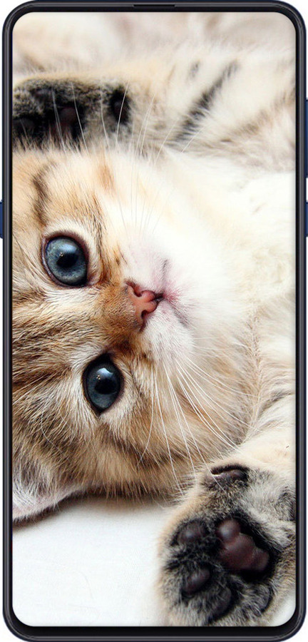 Силиконовый чехол Котик для Xiaomi Mi Mix 3 - 6024u-1599 изображение 
