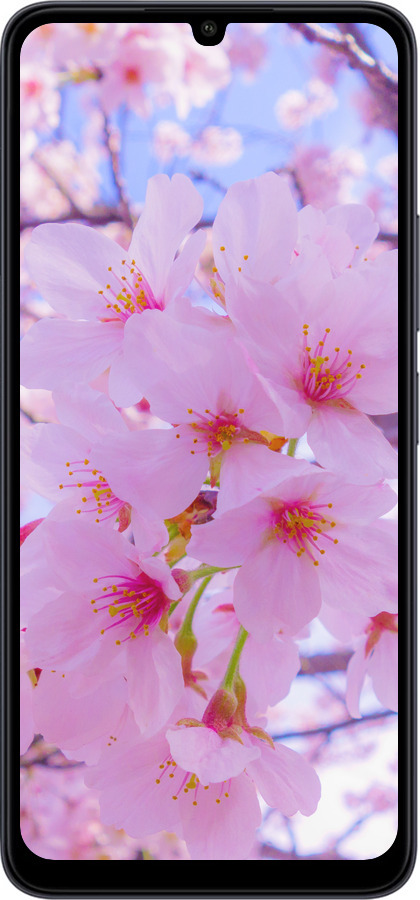 Силиконовый чехол Сакура для Xiaomi Redmi 13C - 6029u-3410 изображение 