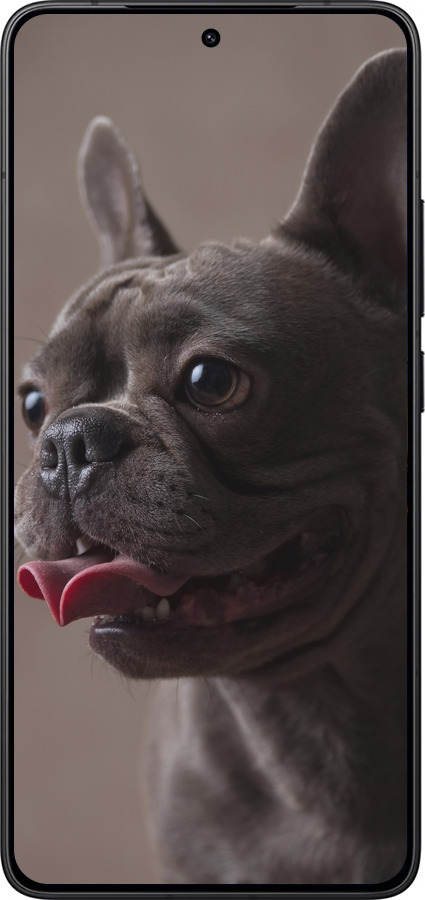 Силиконовый чехол Милый бульдог для Xiaomi Redmi K80 - 5546u-4148 изображение 