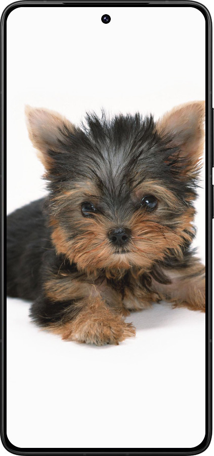 Силиконовый чехол Щенок йоркширского терьера для Xiaomi Redmi K80 Pro - 931u-4145 изображение 