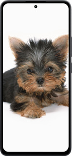 Силиконовый чехол Щенок йоркширского терьера для Xiaomi Poco M7 Pro 5G - 931u-3942 изображение 