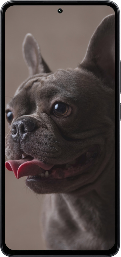 Силиконовый чехол Милый бульдог для Xiaomi Poco M7 Pro 5G - 5546u-3942 изображение 