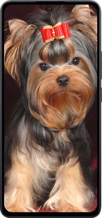 Силиконовый чехол Йоркширский терьер для Xiaomi Poco M7 Pro 5G - 929u-3942 изображение 