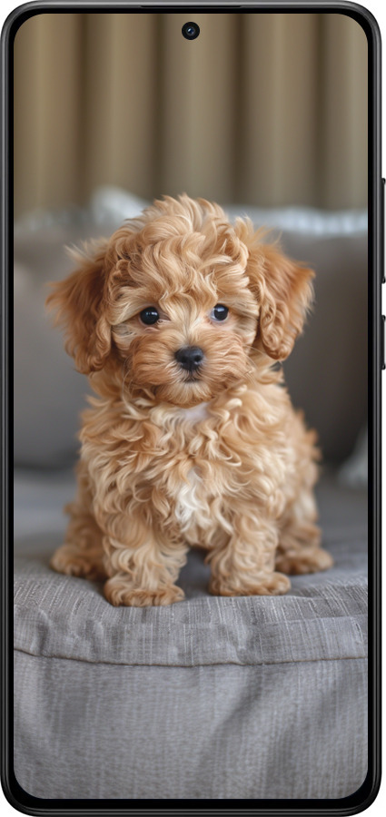Силиконовый чехол Mini-maltipoo для Xiaomi POCO X7 PRO - 6158u-3907 изображение 