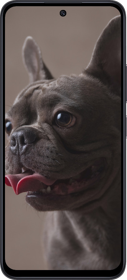 TPU чехол Милый бульдог для Xiaomi Poco M6 Pro 5G - 5546b-3859 изображение 