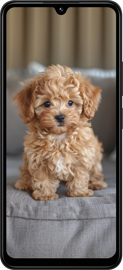 TPU чехол Mini-maltipoo для Xiaomi Redmi 14C - 6158b-3768 изображение 