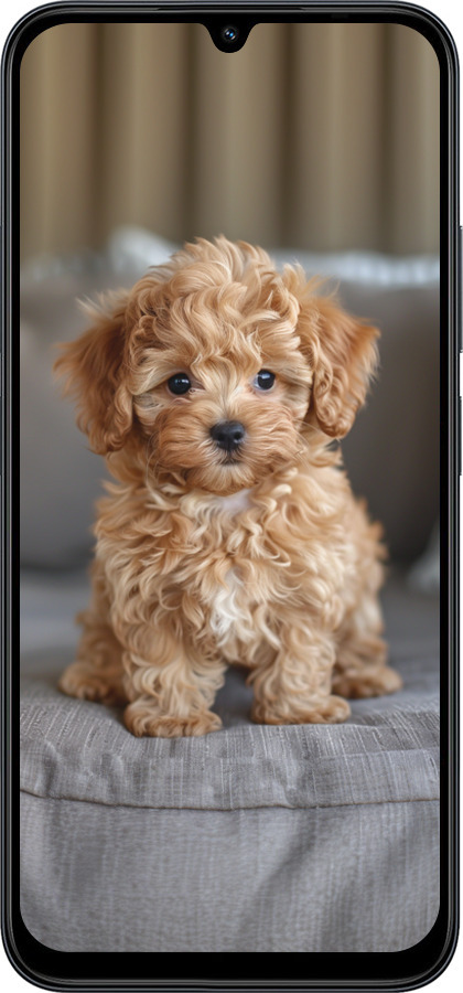 Силиконовый чехол Mini-maltipoo для Xiaomi Redmi 15C 4G - 6158u-4095 изображение 