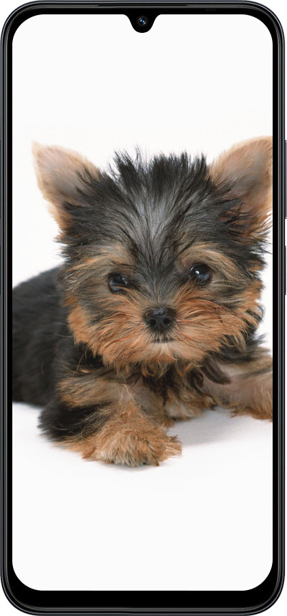 Силиконовый чехол Щенок йоркширского терьера для Xiaomi POCO C85 4G - 931u-4233 изображение 