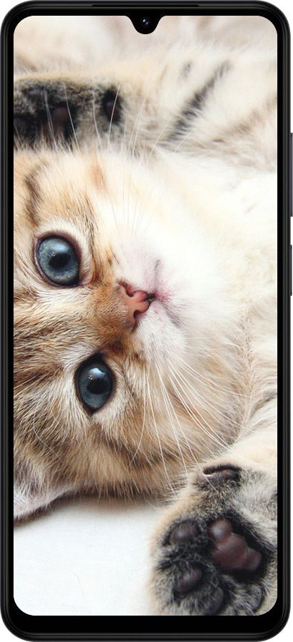 Силіконовий чехол Котик для Xiaomi Redmi A5 4G - 6024u-3926 изображение 