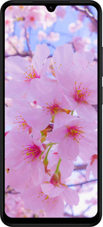 Силиконовый чехол Сакура для Xiaomi Redmi A5 4G - 6029u-3926 изображение 