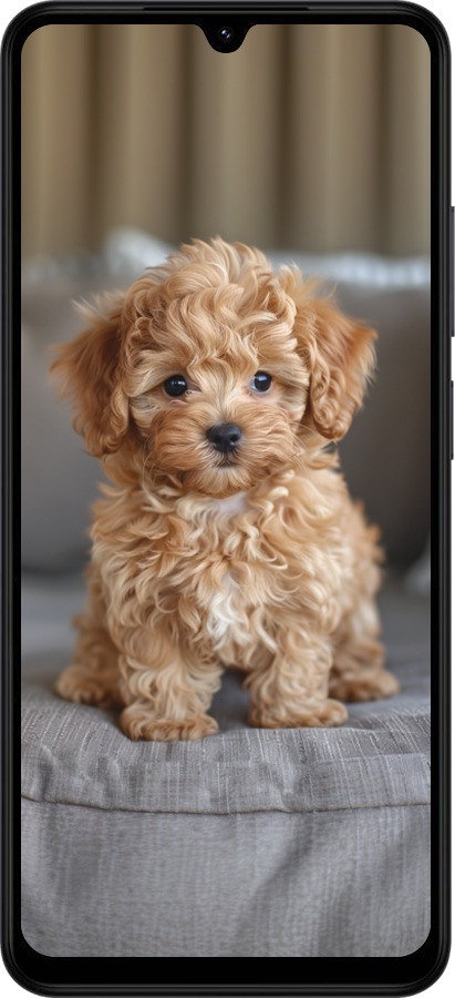 Силиконовый чехол Mini-maltipoo для Xiaomi Redmi A5 4G - 6158u-3926 изображение 