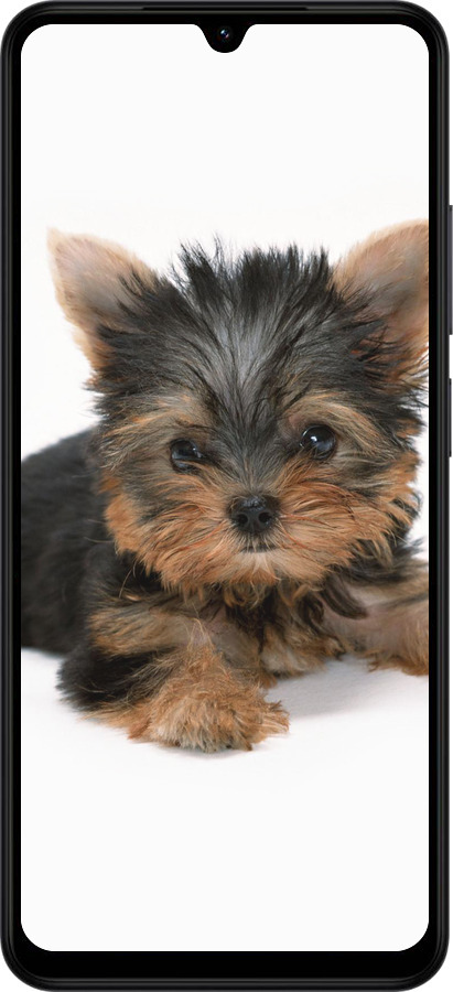 Силиконовый чехол Щенок йоркширского терьера для Xiaomi POCO C71 4G - 931u-4146 изображение 