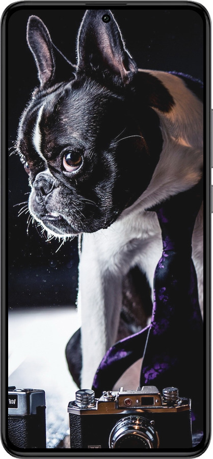 Силиконовый чехол Бульдог-фотограф для Xiaomi Redmi K60 Pro - 142u-3457 изображение 
