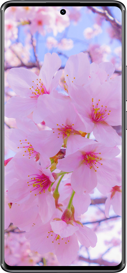 Силіконовий чехол Сакура для Xiaomi Redmi Note 14 Pro 4G - 6029u-3808 изображение 