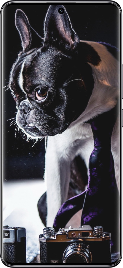 Силиконовый чехол Бульдог-фотограф для Xiaomi Poco X7 - 142u-4011 изображение 